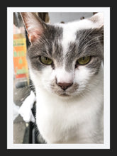 Load image into Gallery viewer, 0279 Cool Cat