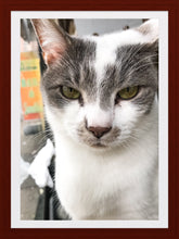 Load image into Gallery viewer, 0279 Cool Cat