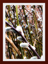 Load image into Gallery viewer, 0248 Pussy Willow