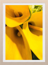 Load image into Gallery viewer, 0267 Yellow Callas