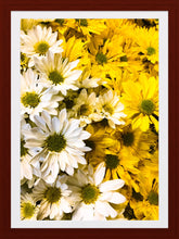 Load image into Gallery viewer, 0281 Daisies Galore
